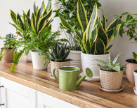 植物